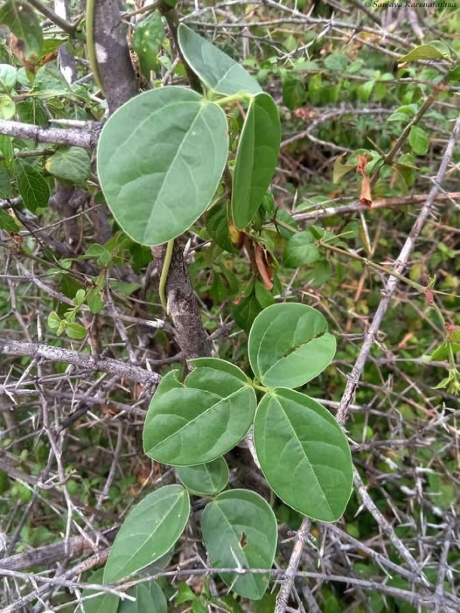 Macrotyloma ciliatum (J.G.Klein ex Willd.) Verdc.